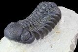 Bargain, Austerops Trilobite - Nice Eye Facets #76977-2